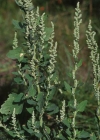 Einzelbild 7 Weisser Gänsefuss - Chenopodium album