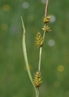 Einzelbild 5 Saum-Segge - Carex hostiana