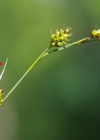 Einzelbild 7 Saum-Segge - Carex hostiana