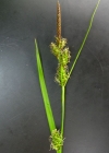 Einzelbild 8 Saum-Segge - Carex hostiana