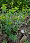 Einzelbild 1 Breitblättrige Wolfsmilch - Euphorbia platyphyllos