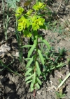 Einzelbild 2 Breitblättrige Wolfsmilch - Euphorbia platyphyllos