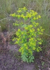 Einzelbild 5 Breitblättrige Wolfsmilch - Euphorbia platyphyllos