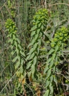 Einzelbild 6 Breitblättrige Wolfsmilch - Euphorbia platyphyllos