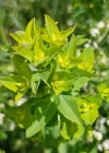 Einzelbild 7 Breitblättrige Wolfsmilch - Euphorbia platyphyllos