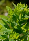 Einzelbild 8 Breitblättrige Wolfsmilch - Euphorbia platyphyllos
