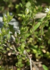 Einzelbild 6 Gewöhnliches Quendelblättriges Sandkraut - Arenaria serpyllifolia