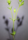 Einzelbild 8 Gewöhnliches Quendelblättriges Sandkraut - Arenaria serpyllifolia