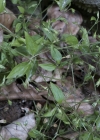 Einzelbild 5 Dreinervige Nabelmiere - Moehringia trinervia