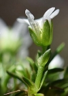 Einzelbild 6 Zweiblütige Miere - Minuartia biflora