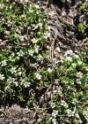 Einzelbild 8 Zweiblütige Miere - Minuartia biflora