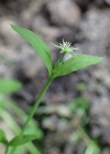 Einzelbild 4 Moor-Sternmiere - Stellaria alsine