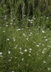 Einzelbild 6 Gras-Sternmiere - Stellaria graminea
