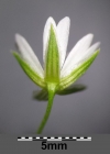 Einzelbild 8 Gras-Sternmiere - Stellaria graminea