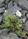 Einzelbild 5 Breitblättriges Hornkraut - Cerastium latifolium