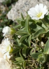 Einzelbild 6 Breitblättriges Hornkraut - Cerastium latifolium