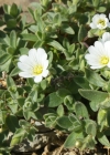 Einzelbild 7 Breitblättriges Hornkraut - Cerastium latifolium