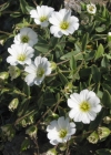 Einzelbild 8 Breitblättriges Hornkraut - Cerastium latifolium