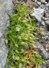 Einzelbild 5 Langstieliges Hornkraut - Cerastium pedunculatum