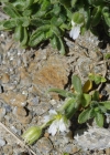 Einzelbild 7 Langstieliges Hornkraut - Cerastium pedunculatum