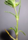 Einzelbild 8 Ausdauernder Knäuel - Scleranthus perennis
