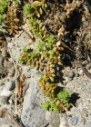 Einzelbild 6 Kahles Bruchkraut - Herniaria glabra