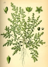 Einzelbild 7 Kahles Bruchkraut - Herniaria glabra