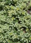 Einzelbild 5 Alpen-Bruchkraut - Herniaria alpina