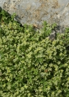 Einzelbild 7 Alpen-Bruchkraut - Herniaria alpina