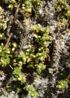 Einzelbild 8 Alpen-Bruchkraut - Herniaria alpina