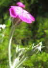 Einzelbild 6 Kron-Lichtnelke - Silene coronaria