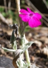 Einzelbild 8 Kron-Lichtnelke - Silene coronaria