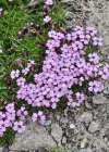 Einzelbild 7 Kalk-Polsternelke - Silene acaulis