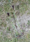 Einzelbild 5 Kartäuser-Nelke - Dianthus carthusianorum