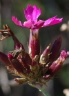 Einzelbild 8 Kartäuser-Nelke - Dianthus carthusianorum