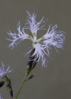 Einzelbild 5 Pracht-Nelke - Dianthus superbus
