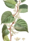 Einzelbild 6 Japanischer Staudenknöterich - Reynoutria japonica