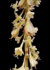 Einzelbild 8 Japanischer Staudenknöterich - Reynoutria japonica