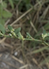 Einzelbild 5 Vogel-Knöterich - Polygonum aviculare aggr.