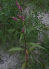Einzelbild 5 Pfirsichblättriger Knöterich - Polygonum persicaria