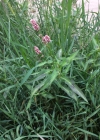 Einzelbild 6 Pfirsichblättriger Knöterich - Polygonum persicaria