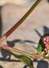 Einzelbild 7 Pfirsichblättriger Knöterich - Polygonum persicaria