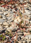 Einzelbild 8 Pfirsichblättriger Knöterich - Polygonum persicaria