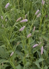 Einzelbild 5 Schlangen-Knöterich - Polygonum bistorta