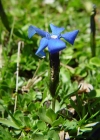 Einzelbild 3 Kurzblättriger Enzian - Gentiana brachyphylla
