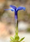 Einzelbild 4 Kurzblättriger Enzian - Gentiana brachyphylla