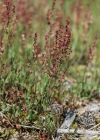 Einzelbild 6 Kleiner Sauerampfer - Rumex acetosella