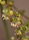 Einzelbild 8 Kleiner Sauerampfer - Rumex acetosella