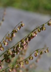 Einzelbild 8 Schildblättriger Ampfer - Rumex scutatus