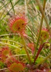 Einzelbild 5 Rundblättriger Sonnentau - Drosera rotundifolia